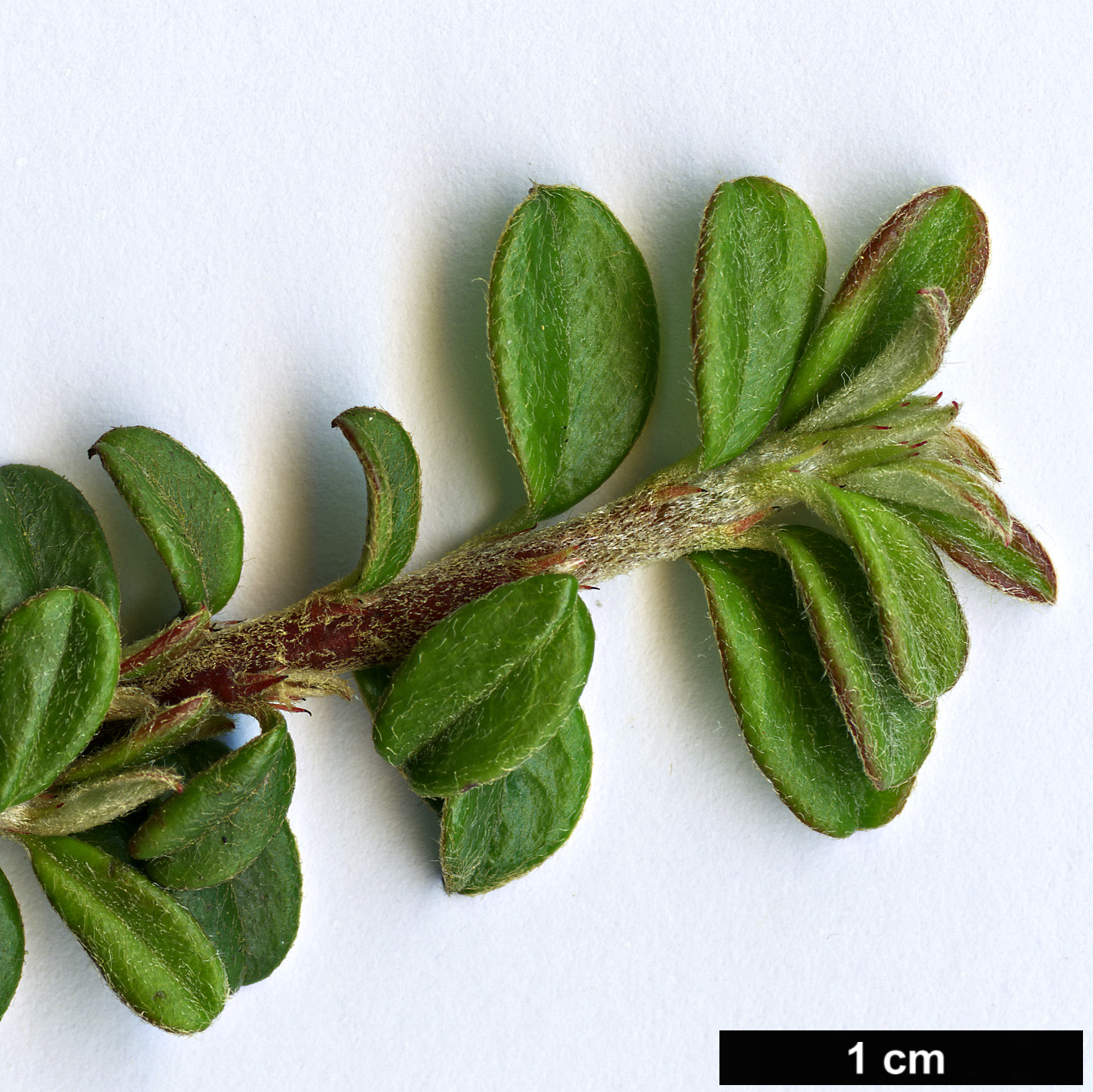 High resolution image: Family: Rosaceae - Genus: Cotoneaster - Taxon: conspicuus